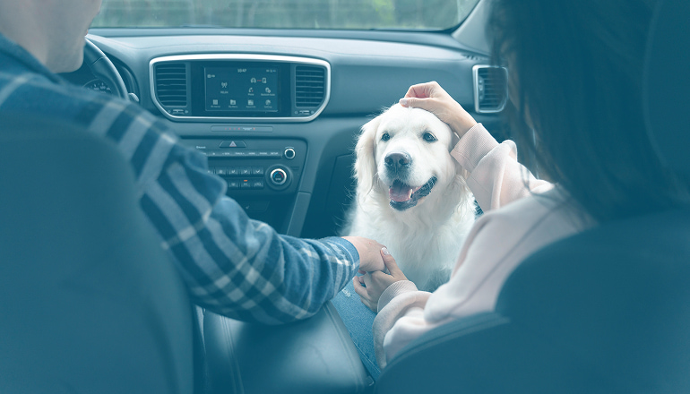 hombre y mujer en el coche con un perro dentro, si tienen un accidente con su mascota, podrán reclamar daños y lesiones de su mascota
